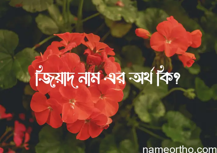 জিয়াদ নামের অর্থ কি? ইসলামিক আরবি বাংলা অর্থ